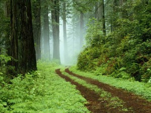 A forest path in Redwoods State Park, California.